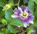 Passion Flower